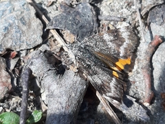 Archiearinae
