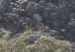 Alectoris graeca whitakeri