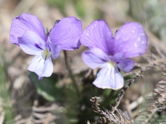Viola aethnensis