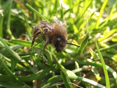 Colletes cunicularius