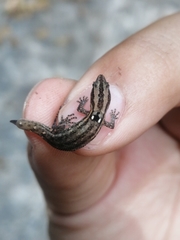 Sphaerodactylus difficilis