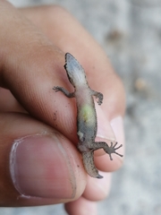 Sphaerodactylus difficilis