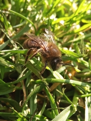 Colletes cunicularius