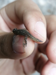 Sphaerodactylus difficilis