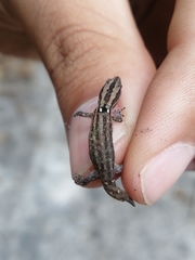Sphaerodactylus difficilis