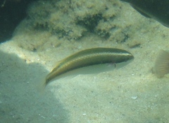 Stethojulis interrupta