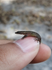 Sphaerodactylus difficilis