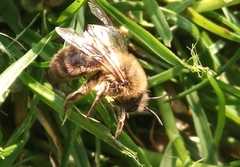Colletes cunicularius