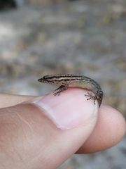 Sphaerodactylus difficilis