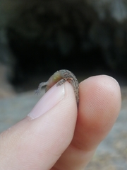 Sphaerodactylus difficilis