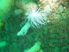 Protanthea simplex