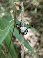 Gasteracantha sanguinea
