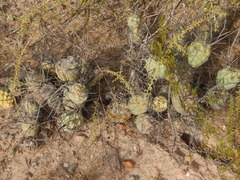 Tephrocactus aoracanthus