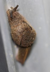 Helicarioninae