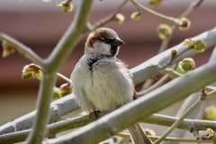 Passer domesticus