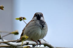 Passer domesticus