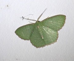 Eucyclodes metaspila