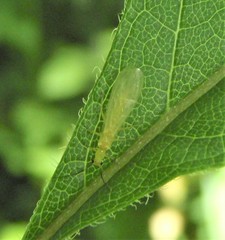 Alloperla