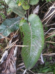 Senecio oerstedianus