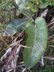Senecio oerstedianus