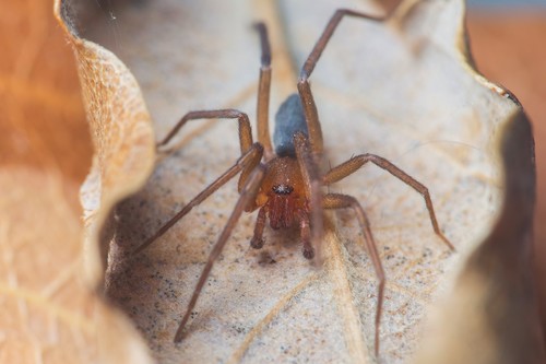 Mesiotelus mauritanicus · iNaturalist