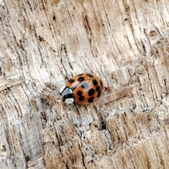 Harmonia axyridis