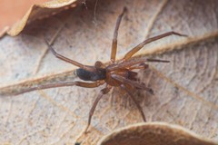 Mesiotelus mauritanicus