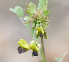 Vicia melanops