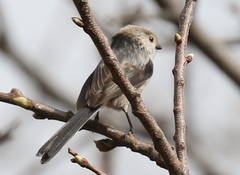 Aegithalos caudatus siculus