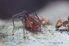 Mesiotelus mauritanicus