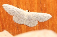 Idaea subsericeata