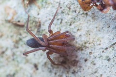 Mesiotelus mauritanicus