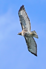 Buteo jamaicensis umbrinus