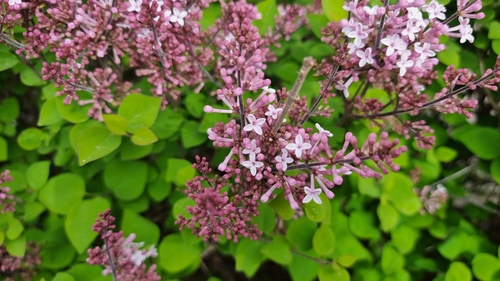 Image of Syringa meyeri by (c) Julien Lepage, some rights reserved (CC BY)