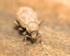Caenopsis