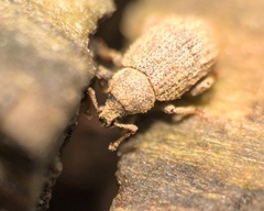 Caenopsis