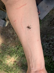 Colobothea bisignata