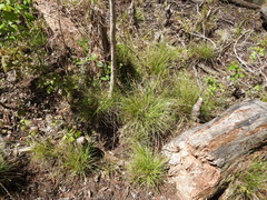 Carex atlantica