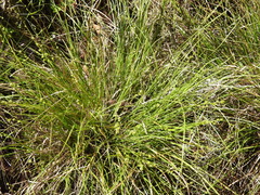 Carex atlantica