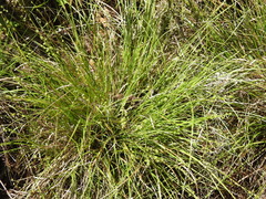 Carex atlantica