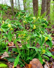 Lithospermum tuberosum
