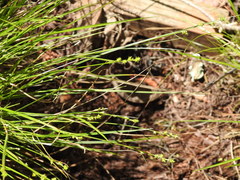 Carex atlantica