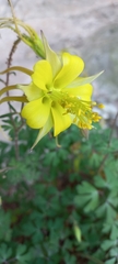 Aquilegia longissima