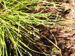 Carex atlantica