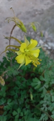 Aquilegia longissima