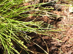Carex atlantica