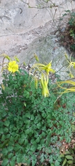 Aquilegia longissima