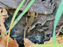 Podarcis siculus