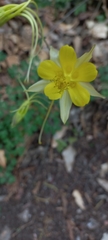 Aquilegia longissima