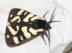 Arctia villica konewkaii